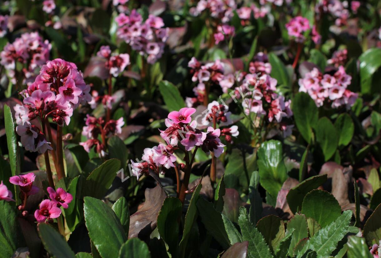 Bergénie srdčitá 'Pink Dragonfly' - Bergenia 'Pink Dragonfly'