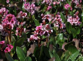 Bergénie srdčitá 'Pink Dragonfly' - Bergenia 'Pink Dragonfly'