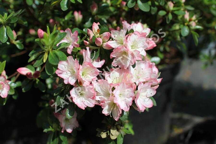 Azalka japonská 'Izumi no mai' - Azalea japonica 'Izumi no mai'