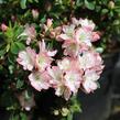 Azalka japonská 'Izumi no mai' - Azalea japonica 'Izumi no mai'