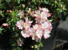 Azalka japonská 'Izumi no mai' - Azalea japonica 'Izumi no mai'