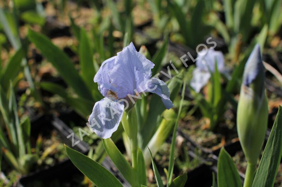 Kosatec nízký 'Blue Denim' - Iris barbata-nana 'Blue Denim'