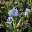 Kosatec nízký 'Blue Denim' - Iris barbata-nana 'Blue Denim'