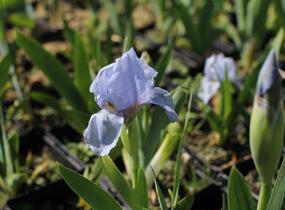 Kosatec nízký 'Blue Denim' - Iris barbata-nana 'Blue Denim'