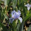 Kosatec nízký 'Blue Denim' - Iris barbata-nana 'Blue Denim'