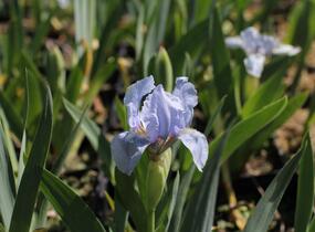 Kosatec nízký 'Blue Denim' - Iris barbata-nana 'Blue Denim'