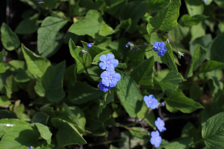 Pupkovec jarní - Omphalodes verna