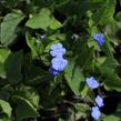 Pupkovec jarní - Omphalodes verna