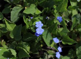 Pupkovec jarní - Omphalodes verna