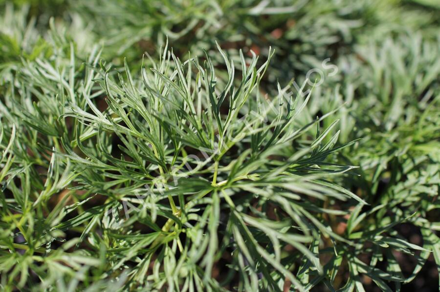 Pivoňka úzkolistá (koprolistá) - Paeonia tenuifolia