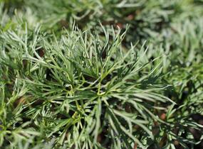 Pivoňka úzkolistá (koprolistá) - Paeonia tenuifolia