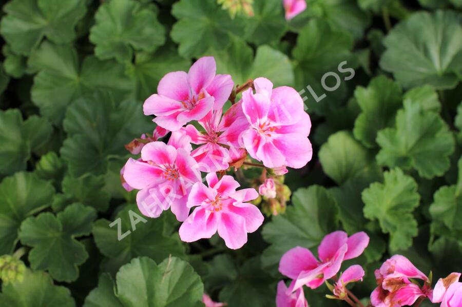 Muškát, pelargonie páskatá 'Savannah Lavender Splash' - Pelargonium zonale 'Savannah Lavender Splash'