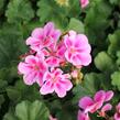 Muškát, pelargonie páskatá 'Savannah Lavender Splash' - Pelargonium zonale 'Savannah Lavender Splash'