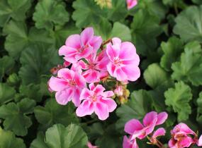 Muškát, pelargonie páskatá 'Savannah Lavender Splash' - Pelargonium zonale 'Savannah Lavender Splash'