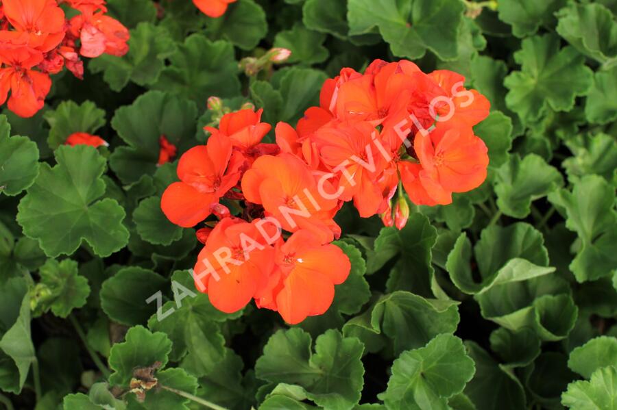 Muškát, pelargonie páskatá 'Green Idols Orange' - Pelargonium zonale 'Green Idols Orange'