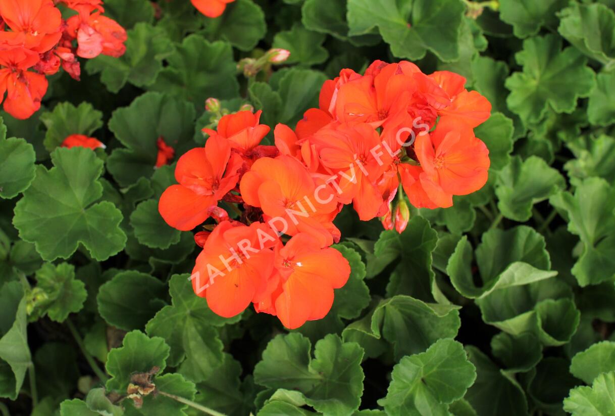 Muškát, pelargonie páskatá 'Green Idols Orange' - Pelargonium zonale 'Green Idols Orange'