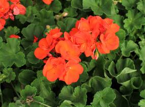 Muškát, pelargonie páskatá 'Green Idols Orange' - Pelargonium zonale 'Green Idols Orange'