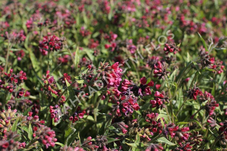 Plicník 'Raspberry Splash' - Pulmonaria 'Raspberry Splash'