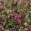 Plicník 'Raspberry Splash' - Pulmonaria 'Raspberry Splash'
