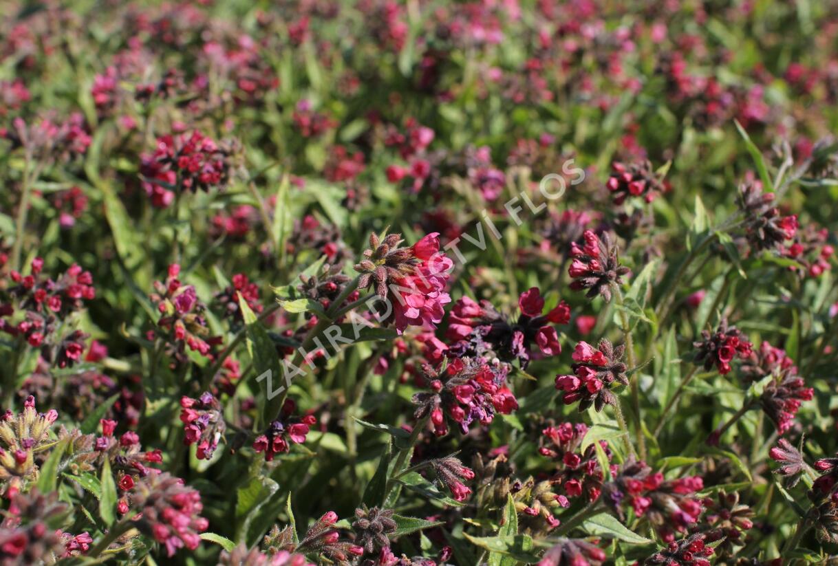 Plicník 'Raspberry Splash' - Pulmonaria 'Raspberry Splash'