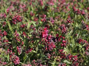 Plicník 'Raspberry Splash' - Pulmonaria 'Raspberry Splash'
