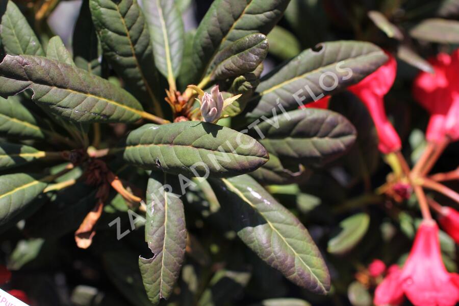 Pěnišník 'Elizabeth Red Foliage' - Rhododendron 'Elizabeth Red Foliage'