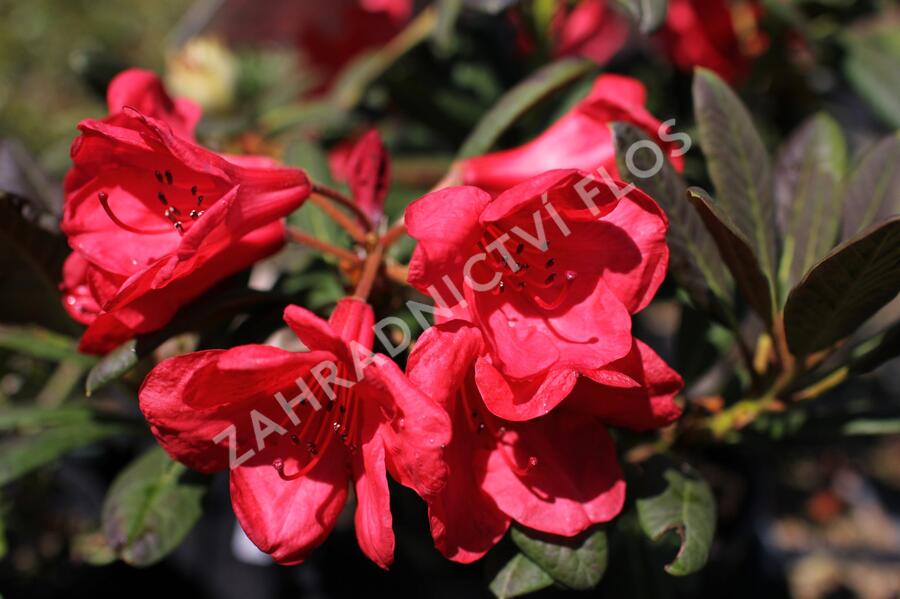 Pěnišník 'Elizabeth Red Foliage' - Rhododendron 'Elizabeth Red Foliage'