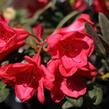 Pěnišník 'Elizabeth Red Foliage' - Rhododendron 'Elizabeth Red Foliage'