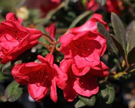 Pěnišník 'Elizabeth Red Foliage'