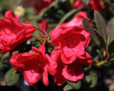 Pěnišník 'Elizabeth Red Foliage'