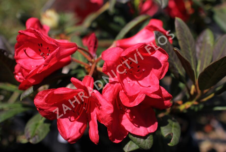 Pěnišník 'Elizabeth Red Foliage' - Rhododendron 'Elizabeth Red Foliage'