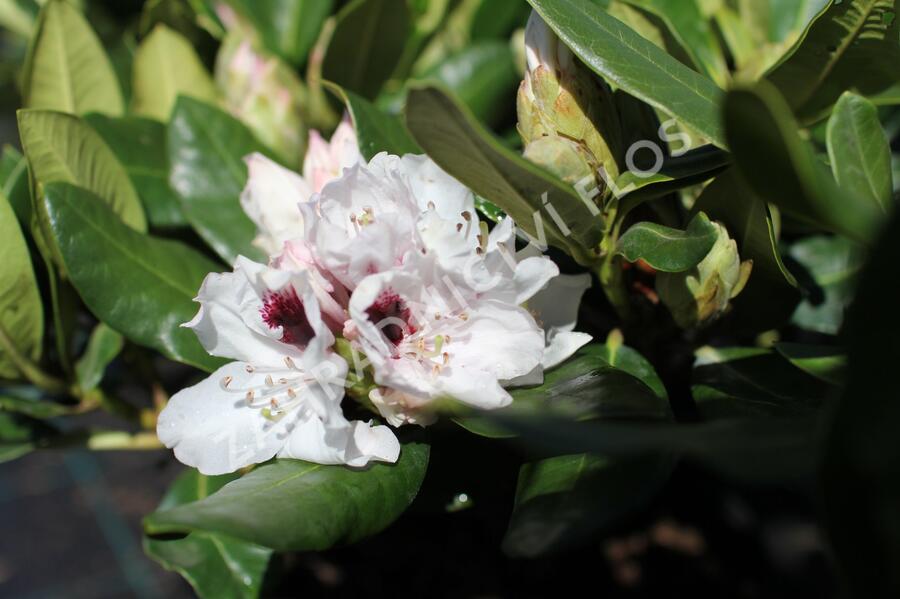 Pěnišník 'Hachmann's Picobello' - Rhododendron 'Hachmann's Picobello'