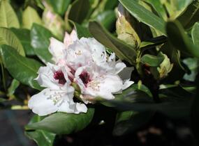 Pěnišník 'Hachmann's Picobello' - Rhododendron 'Hachmann's Picobello'