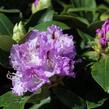 Pěnišník 'Blue Peter' - Rhododendron (T) 'Blue Peter'