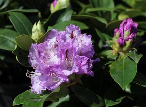 Pěnišník 'Blue Peter' - Rhododendron (T) 'Blue Peter'
