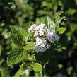 Kalina Burkwoodova - Viburnum burkwoodii