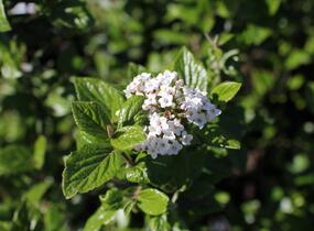 Kalina Burkwoodova - Viburnum burkwoodii