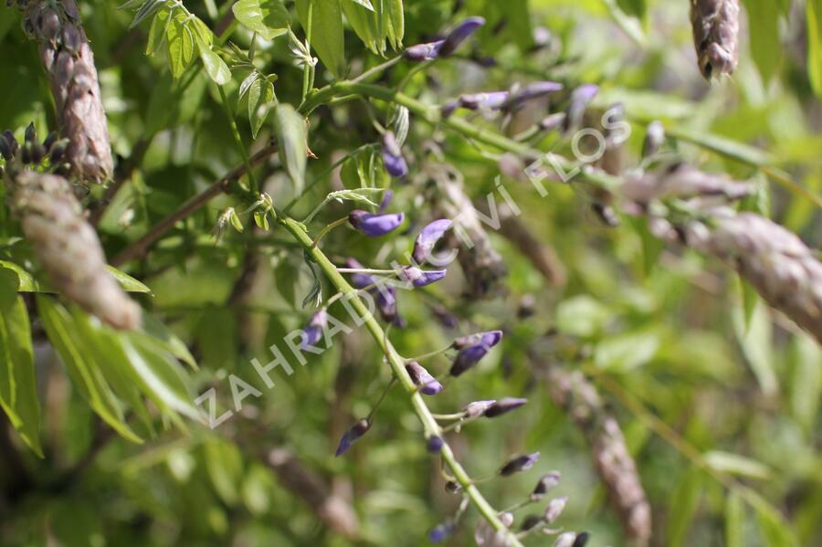 Vistárie květnatá 'Macrobotrys' - Wisteria floribunda 'Macrobotrys'