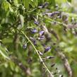 Vistárie květnatá 'Macrobotrys' - Wisteria floribunda 'Macrobotrys'