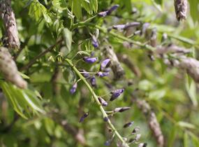 Vistárie květnatá 'Macrobotrys' - Wisteria floribunda 'Macrobotrys'