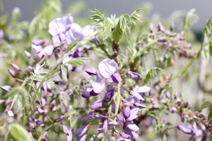 Vistárie čínská 'Caroline' - Wisteria sinensis 'Caroline'