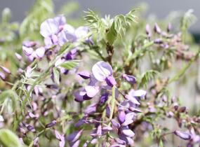 Vistárie čínská 'Caroline' - Wisteria sinensis 'Caroline'