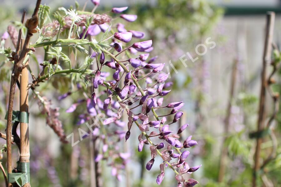 Vistárie čínská 'Caroline' - Wisteria sinensis 'Caroline'