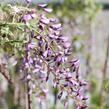 Vistárie čínská 'Caroline' - Wisteria sinensis 'Caroline'