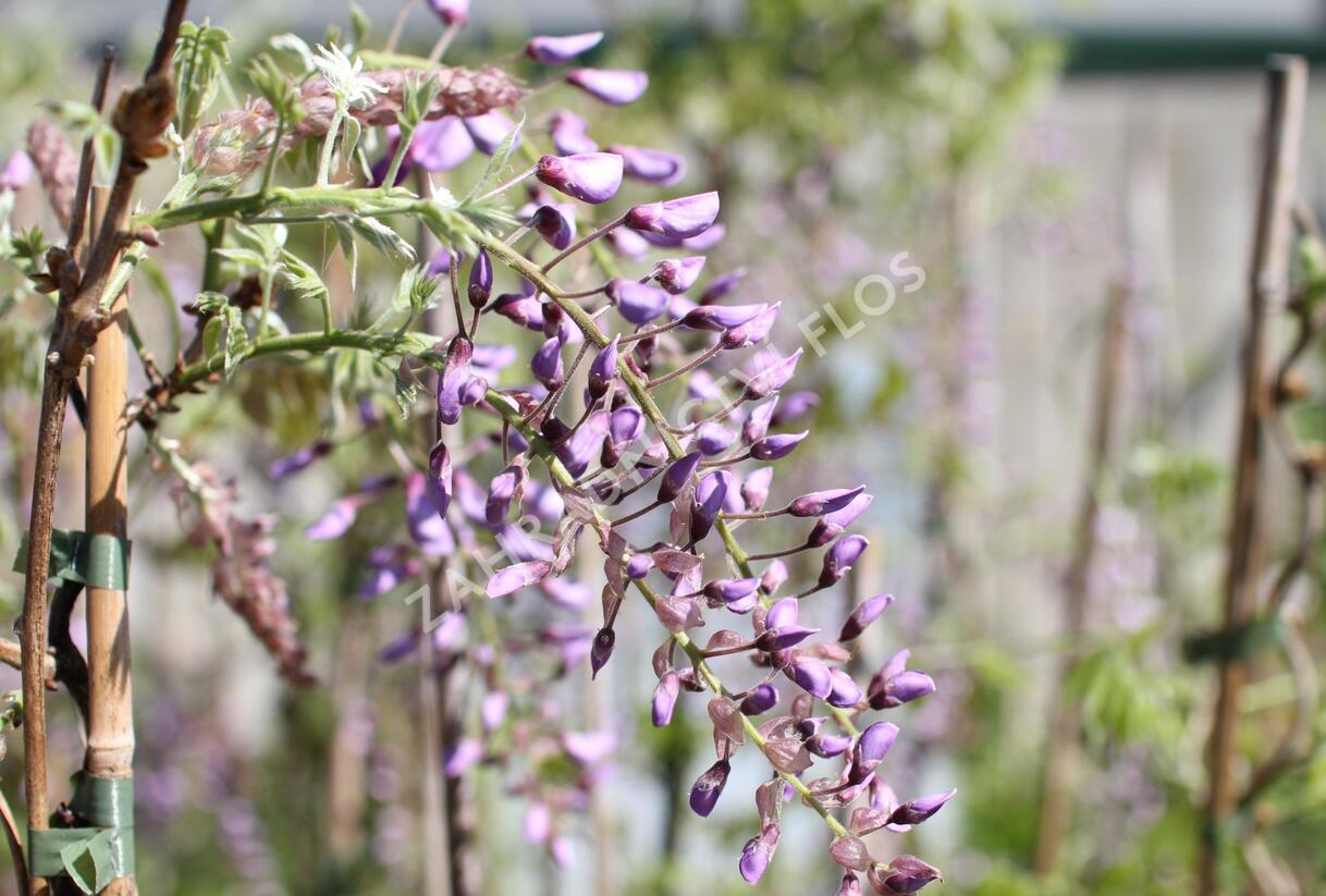 Vistárie čínská 'Caroline' - Wisteria sinensis 'Caroline'