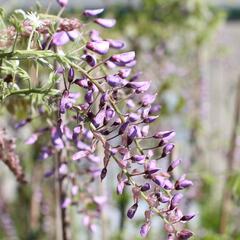 Vistárie čínská 'Caroline' - Wisteria sinensis 'Caroline'