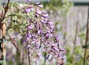 Vistárie čínská 'Caroline' - Wisteria sinensis 'Caroline'