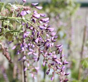 Vistárie čínská 'Caroline' - Wisteria sinensis 'Caroline'