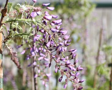 Vistárie čínská 'Caroline'