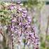 Wisteria sinensis 'Caroline'.JPG